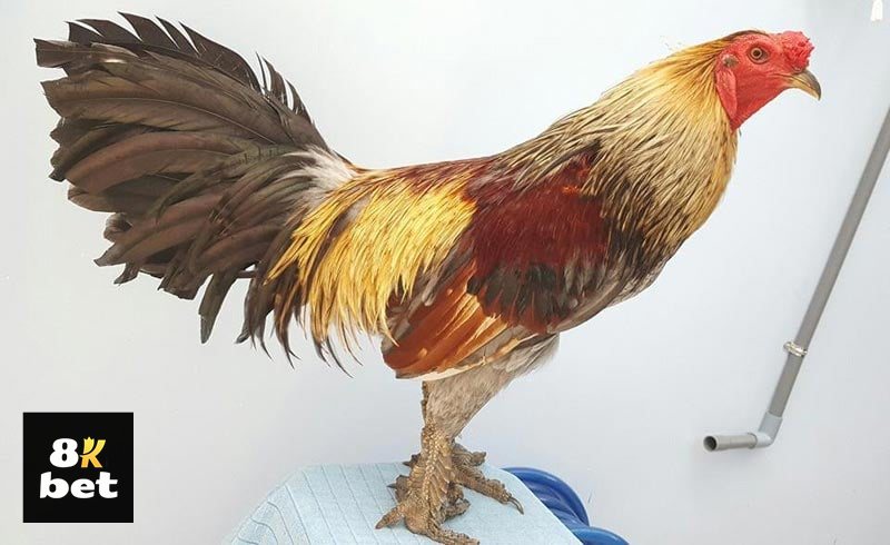 Đá Gà Thomo 8kbet - Đá gà cựa tròn thiên về sức bền Đá Gà Thomo 8kbet - Đá gà cựa tròn thiên về sức bền