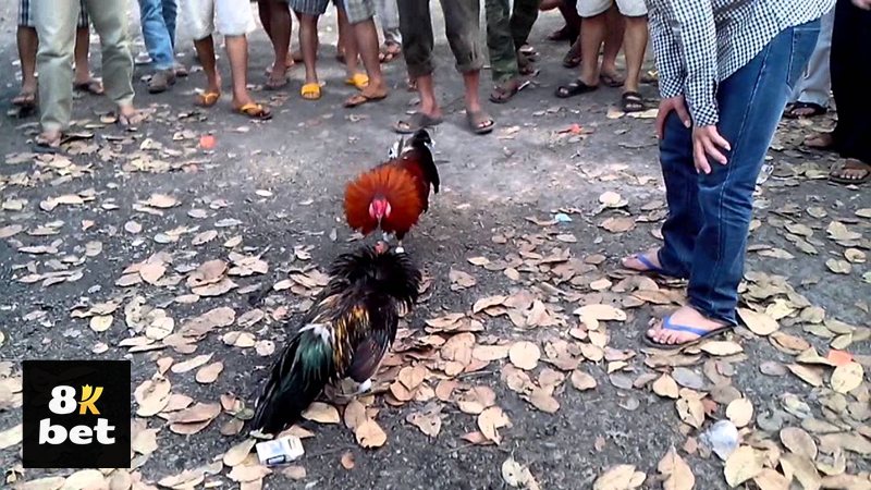 Đá gà 8kbet - Lịch thi đấu và bảng kèo