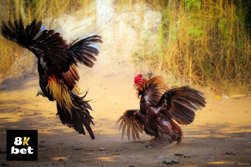 Đá gà 8kbet - Hiểu luật trước khi tham gia