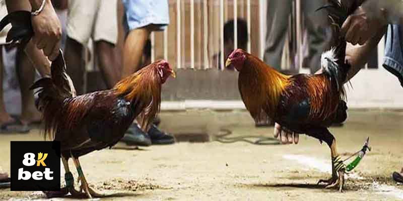 Đá gà 8kbet - Thiết lập điểm dừng rõ ràng