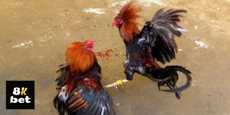 Đá Gà Cựa Sắt 8kbet - Những dấu hiệu nên theo dõi