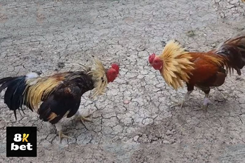 Đá Gà Thomo 8kbet - Phân biệt Meron, Wala và Hòa Đá Gà Thomo 8kbet - Phân biệt Meron, Wala và Hòa
